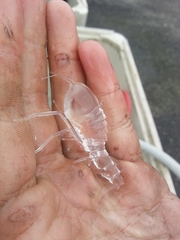 Cystisoma
