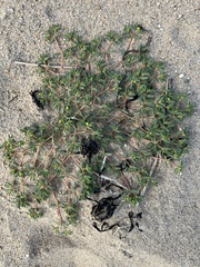 Euphorbia polygonifolia