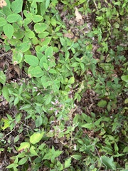 Desmodium perplexum