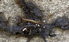 Lithobiomorpha