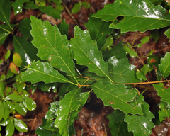 Quercus prinoides