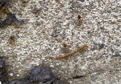Lithobiomorpha