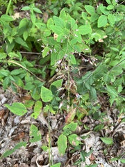 Desmodium perplexum