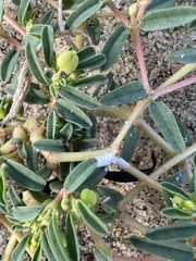 Euphorbia polygonifolia