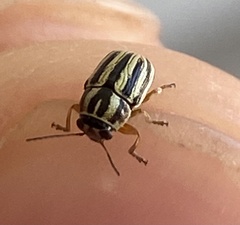 Pachybrachis dubiosus