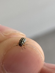 Pachybrachis dubiosus