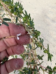 Euphorbia polygonifolia