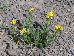 Senecio fremontii