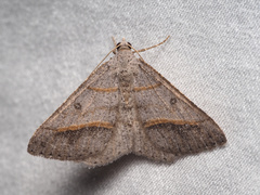 Digrammia neptaria