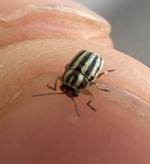 Pachybrachis dubiosus