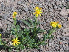 Senecio fremontii