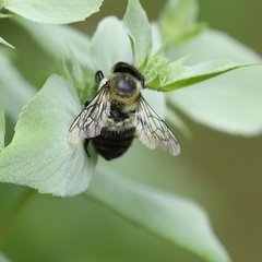 Megachilinae