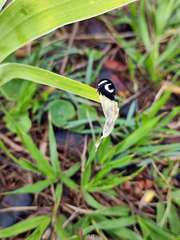 Membracis foliatafasciata