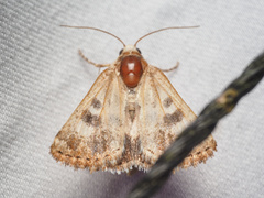 Heliothis phloxiphaga