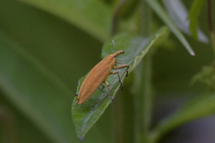 Lixus iridis