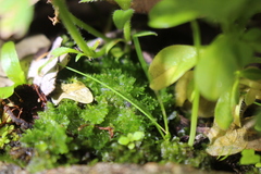 Anthoceros