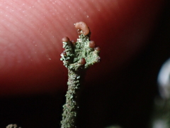 Cladonia macilenta