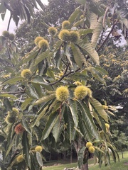 Castanea