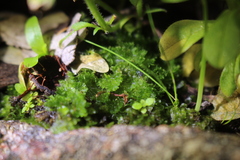 Anthoceros