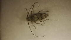 Sternidocinus barbarus