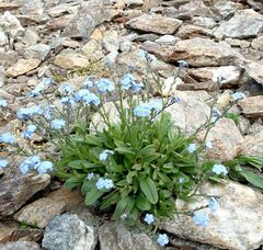 Myosotis alpestris
