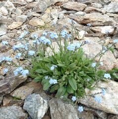 Myosotis alpestris