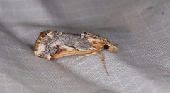 Loxostege albiceralis