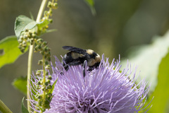 Bombus fraternus