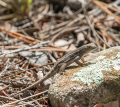 Sceloporus virgatus