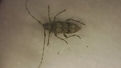 Sternidocinus barbarus