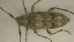 Sternidocinus barbarus
