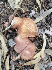 Armillaria sinapina
