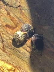 Littorina