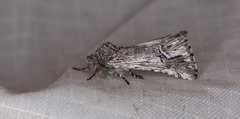 Ursia noctuiformis
