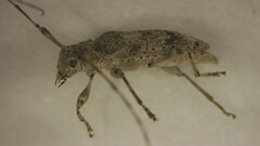 Sternidocinus barbarus