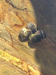 Littorina