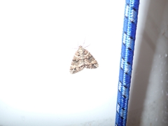 Pseudocoremia productata