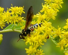 Myzinum quinquecinctum