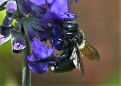 Xylocopa micans