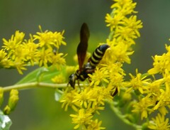 Myzinum quinquecinctum