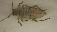 Sternidocinus barbarus