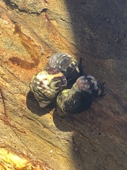 Littorina