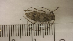 Sternidocinus barbarus