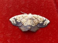 Nematocampa resistaria