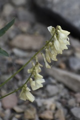 Hedysarum sulphurescens