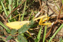 Stagmatoptera septentrionalis