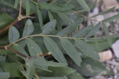 Hedysarum sulphurescens