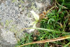 Trifolium polyphyllum
