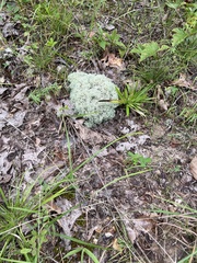 Cladonia subtenuis