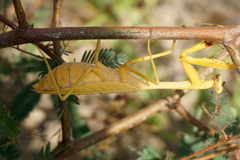 Stagmatoptera septentrionalis